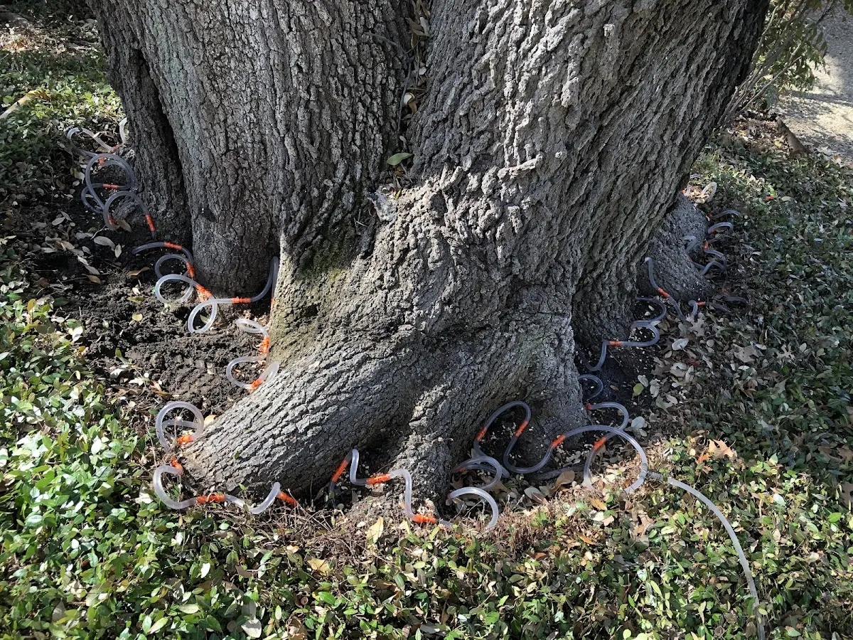 Detailed Tree Cabling and Bracing job site in Winona